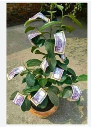 টাকার খেলা 