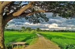 আমার গ্রাম 