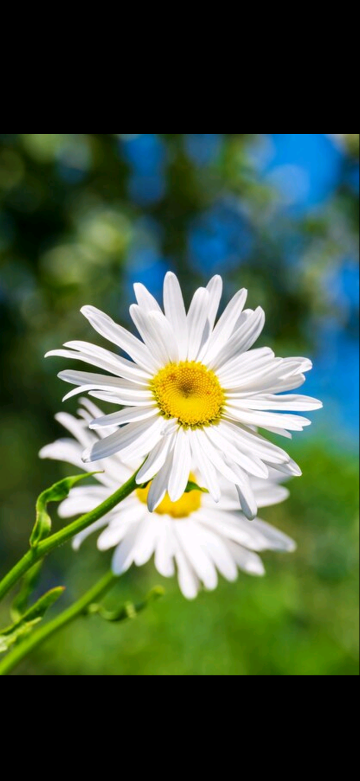 তারান্নুম