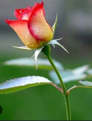 মুহাম্মাদ জুনাইদ আহমাদ